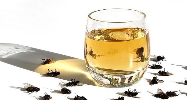 Apply this simple tip at home: there will be no more flies or cockroaches after an hour