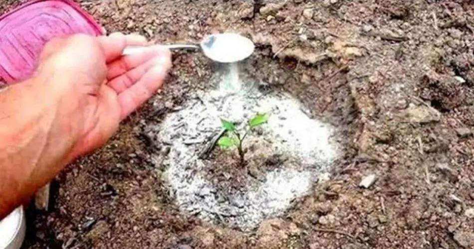 Baking soda: A gardener’s best friend – discover 17 smart uses for the garden