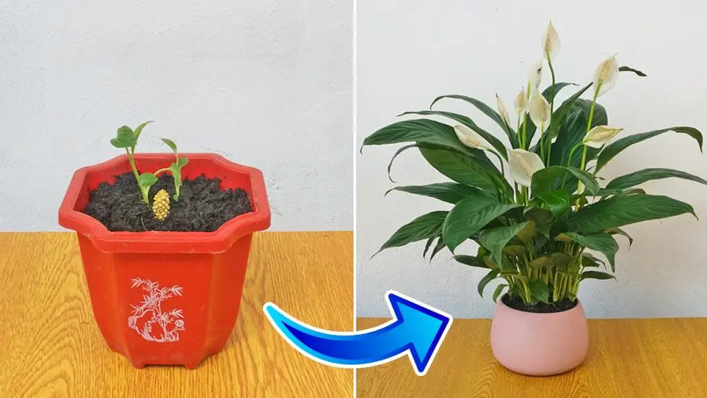 Beginner-Friendly Guide: Easy Method for Breeding Peace Lily with Air-Purifying Benefits