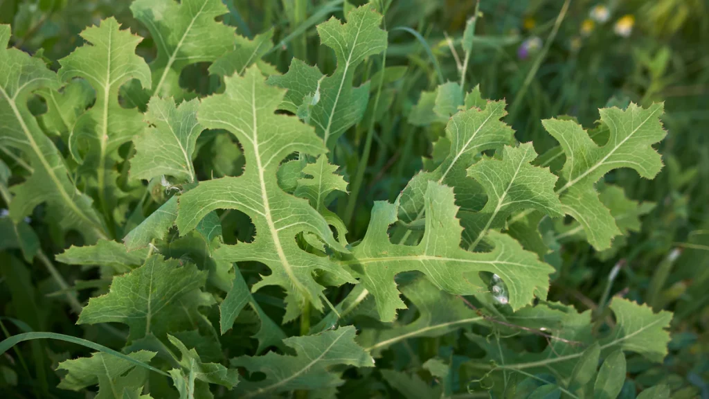 Benefits and Uses of Lactuca Serriola (Prickly Lettuce)