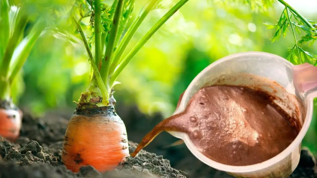 Boost Your Carrot Growth: Add THIS Secret Ingredient Under the Root!