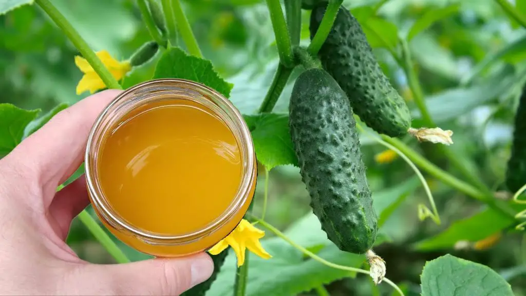 Boost Your Cucumber Harvest: Unleash Explosive Growth with This Potent Organic Supplement!