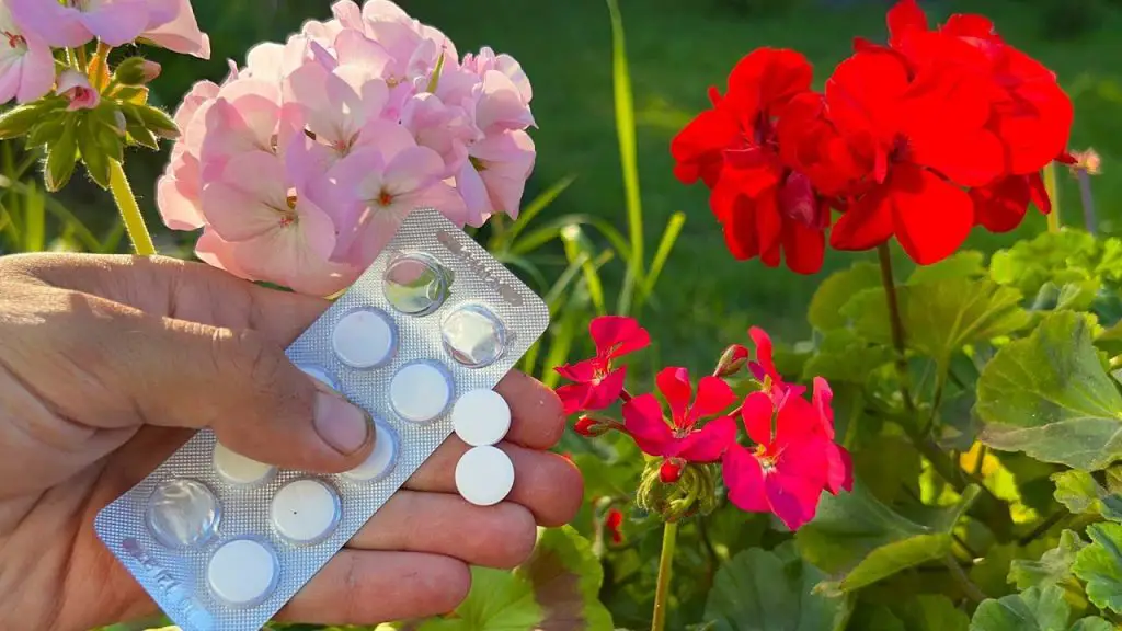 Brighten Your Garden: An Easy Pelargonium Remedy for Vibrant Geranium Leaves
