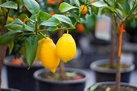 Come coltivare l’albero di limoni in casa a costo zero con il seme del frutto