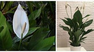 Come coltivare lo spatafillo in casa: i trucchi per farlo fiorire e travasarlo