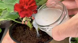 Come fertilizzare e propagare il geranio: i trucchetti per farlo crescere rigoglioso