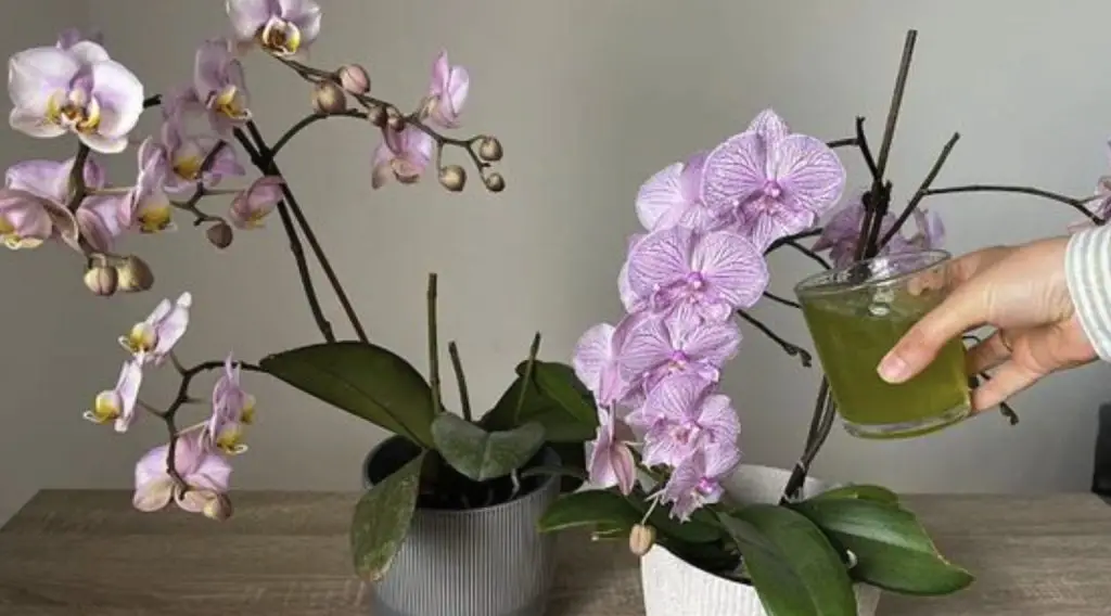 Come rinvigorire le orchidee moreti con la buccia di cipolla