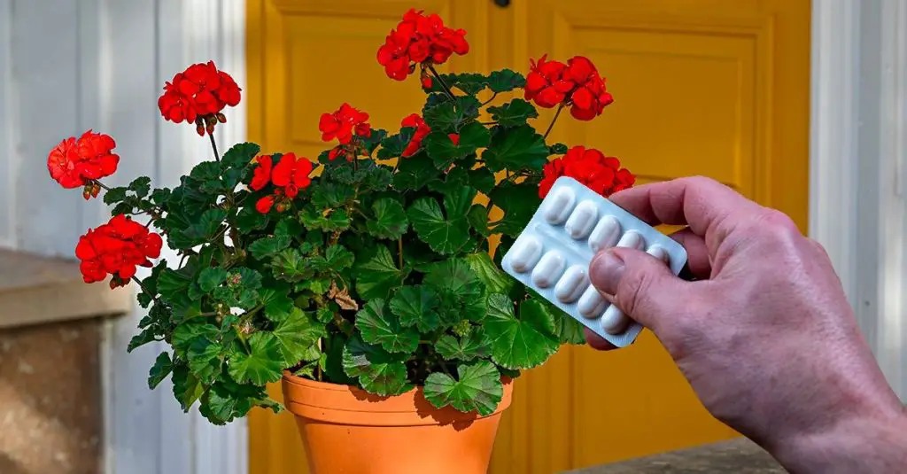 Come utilizzare l’aspirina scaduta per i gerani: tutti i benefici