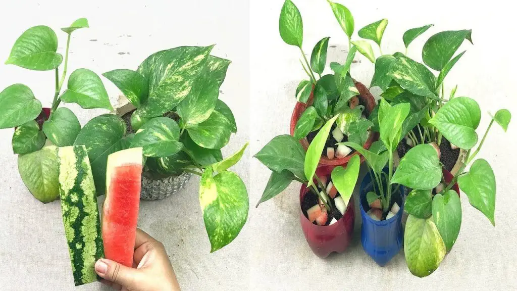 Cómo alimentar a las orquídeas: el método natural y efectivo