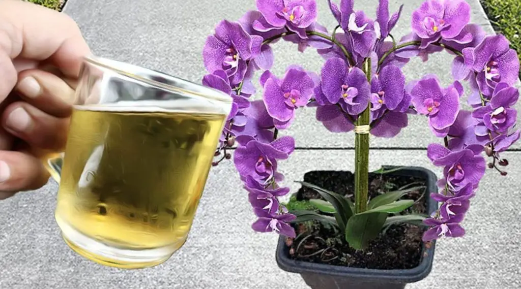 Cómo alimentar orquídeas con ingredientes naturales: el método fácil y efectivo