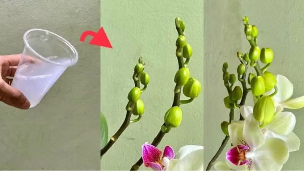 Cómo alimentar orquídeas con ingredientes naturales