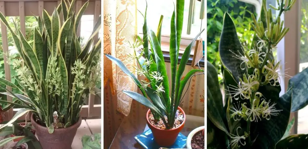 Cómo ayudar a sansevieria a crecer más rápido
