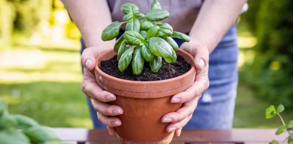 Cómo cultivar con éxito albahaca en macetas: trucos y consejos para un mantenimiento óptimo
