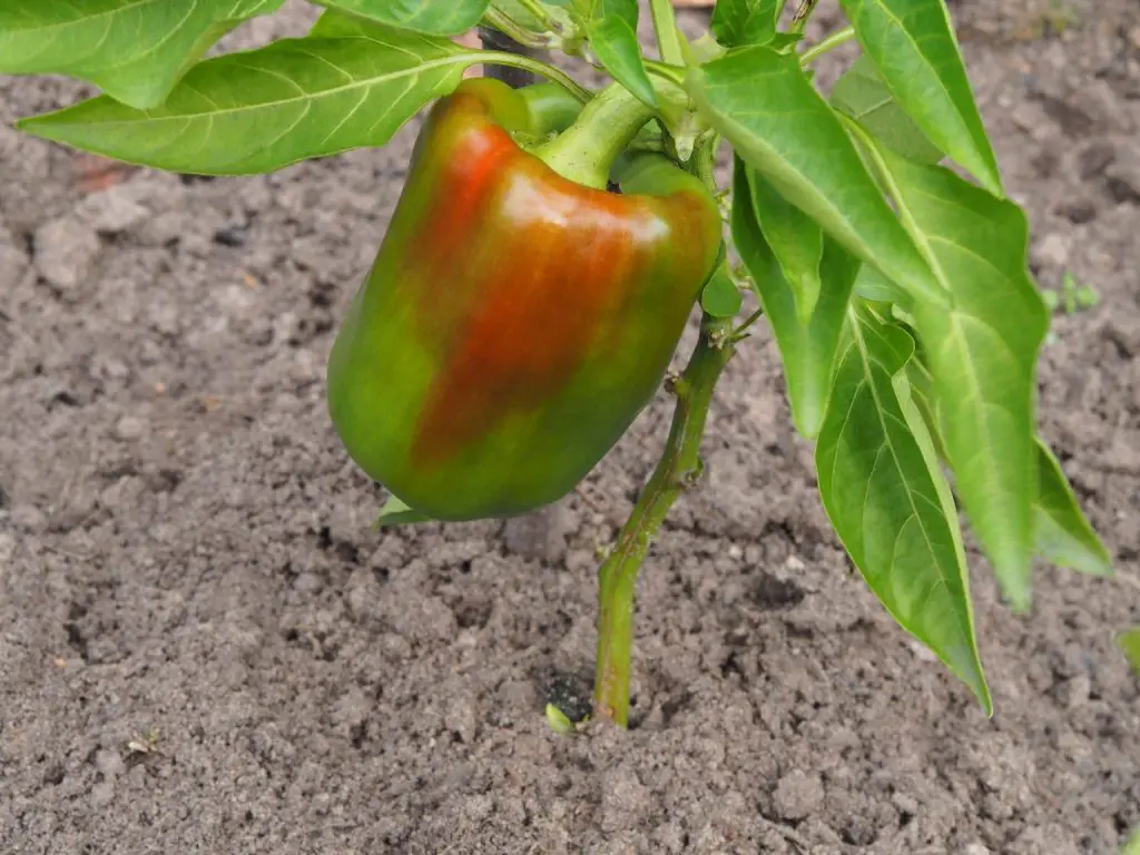 Cómo cultivar correctamente pimientos en macetas