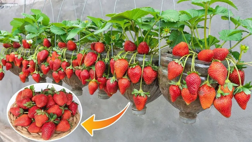 Cómo cultivar fresas en macetas en el balcón.