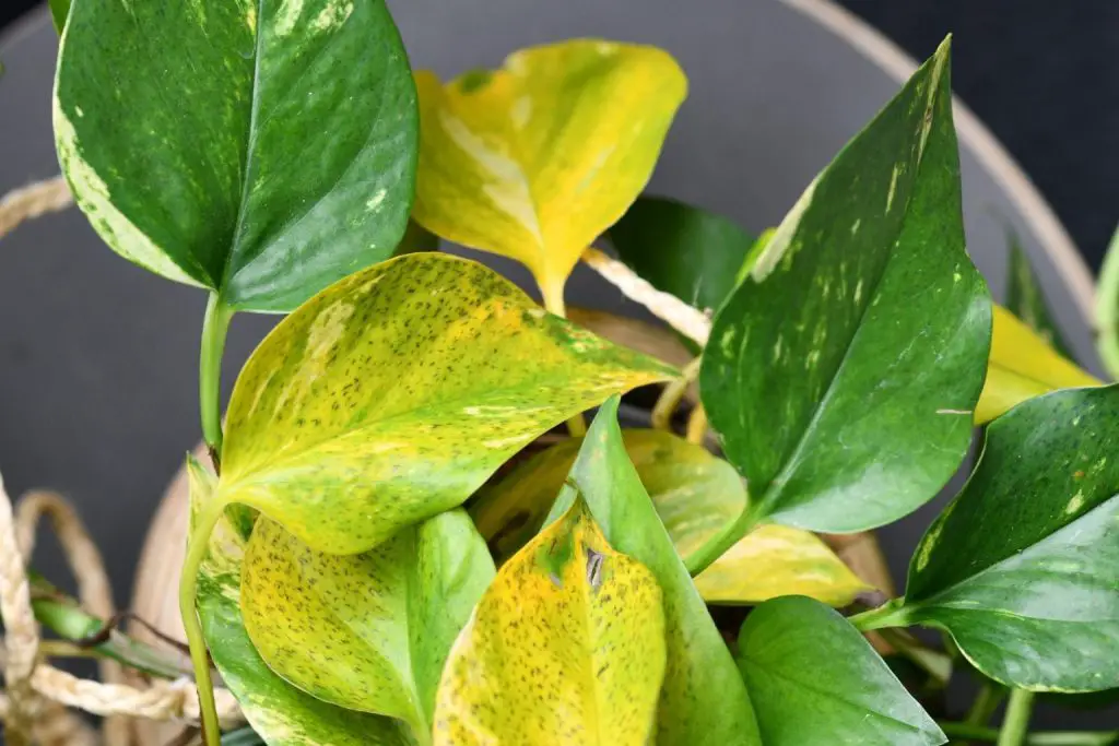 Cómo curar Pothos con hojas secas en agua