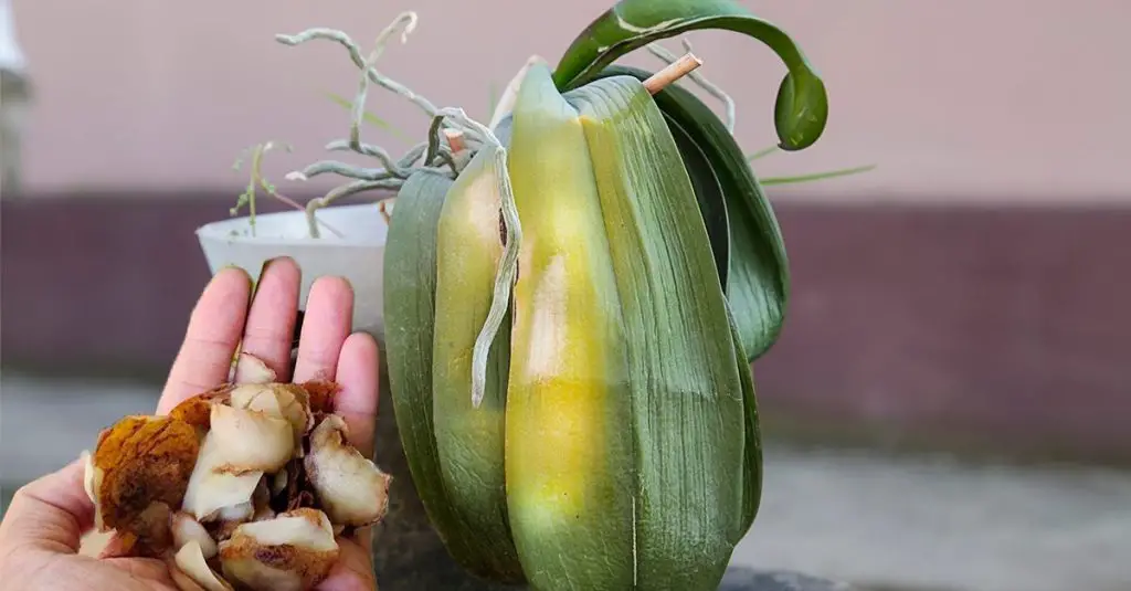 Cómo curar hojas de orquídeas amarillas: el método natural