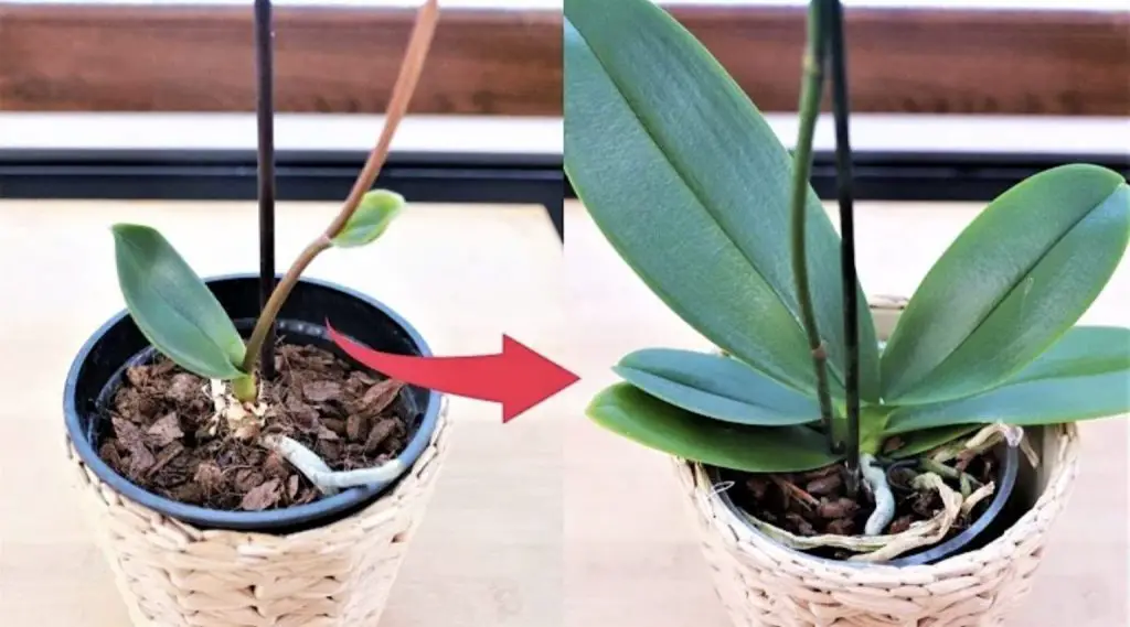 Cómo curar orquídeas con jabón de Marsella