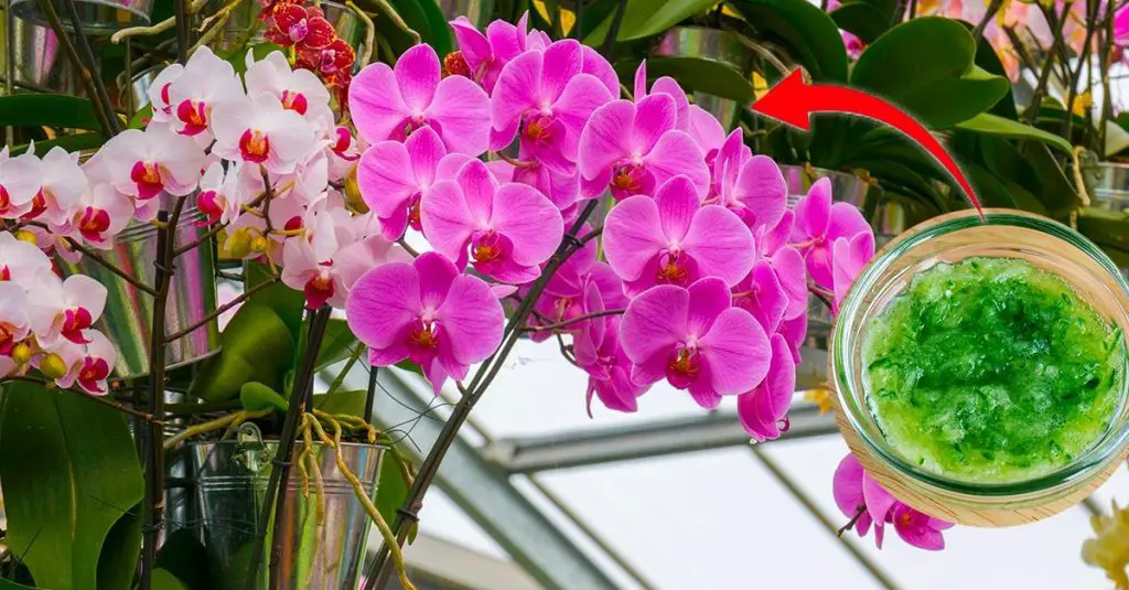 Cómo estimular el crecimiento de las orquídeas: el método natural