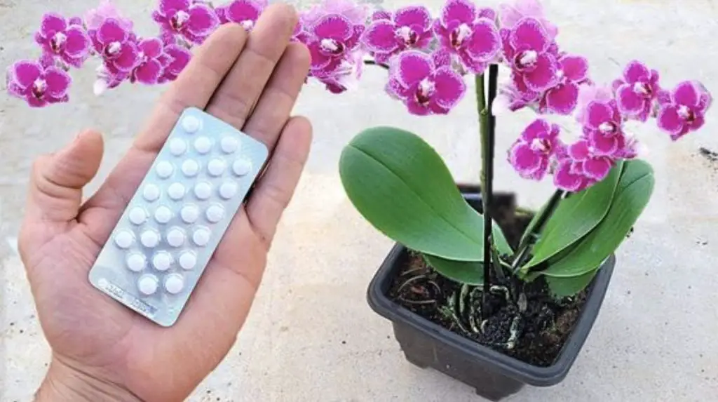 Cómo estimular el crecimiento de raíces: 5 remedios caseros para tus plantas