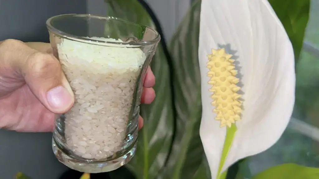 Cómo fertilizar las plantas con arroz