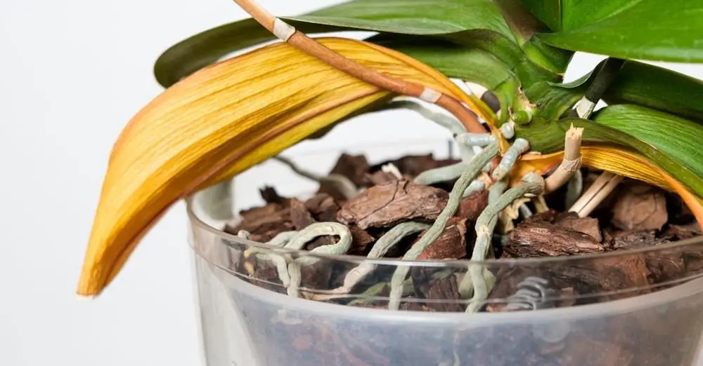 Cómo fortalecer nuevos brotes de orquídeas: el método de la cáscara de plátano