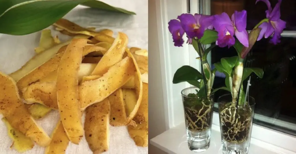 Cómo hacer abono para orquídeas en casa