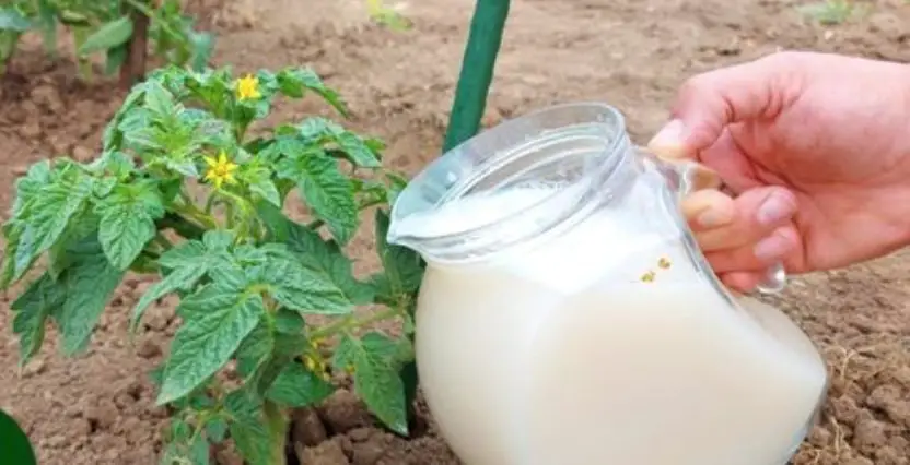 Cómo hacer fértil el suelo de tus plantas