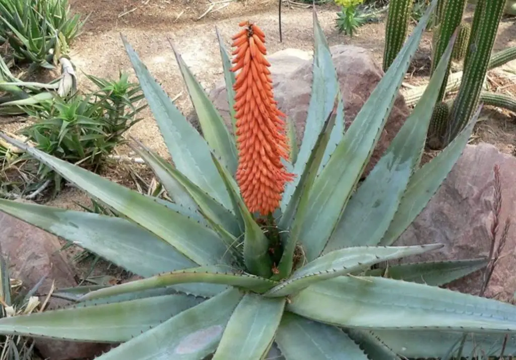 Cómo hacer flor de aloe vera: los consejos a seguir