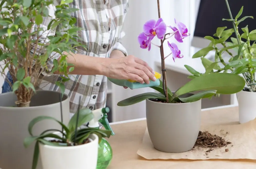 Cómo hacer florecer orquídeas con un ingrediente natural