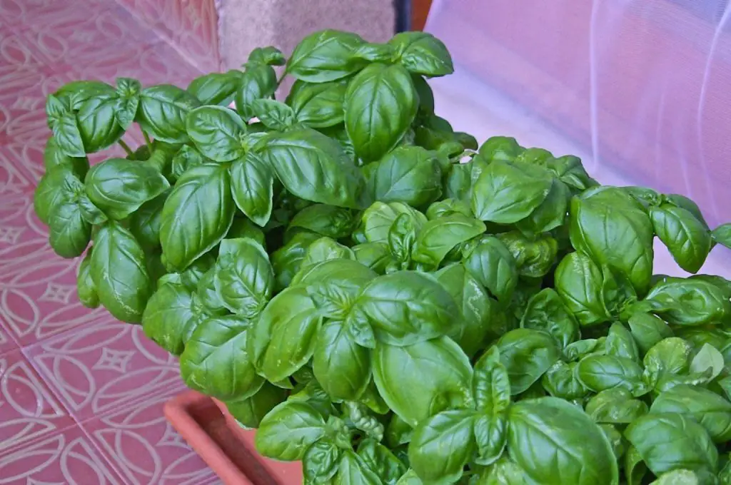 Cómo hacer que la albahaca dure más