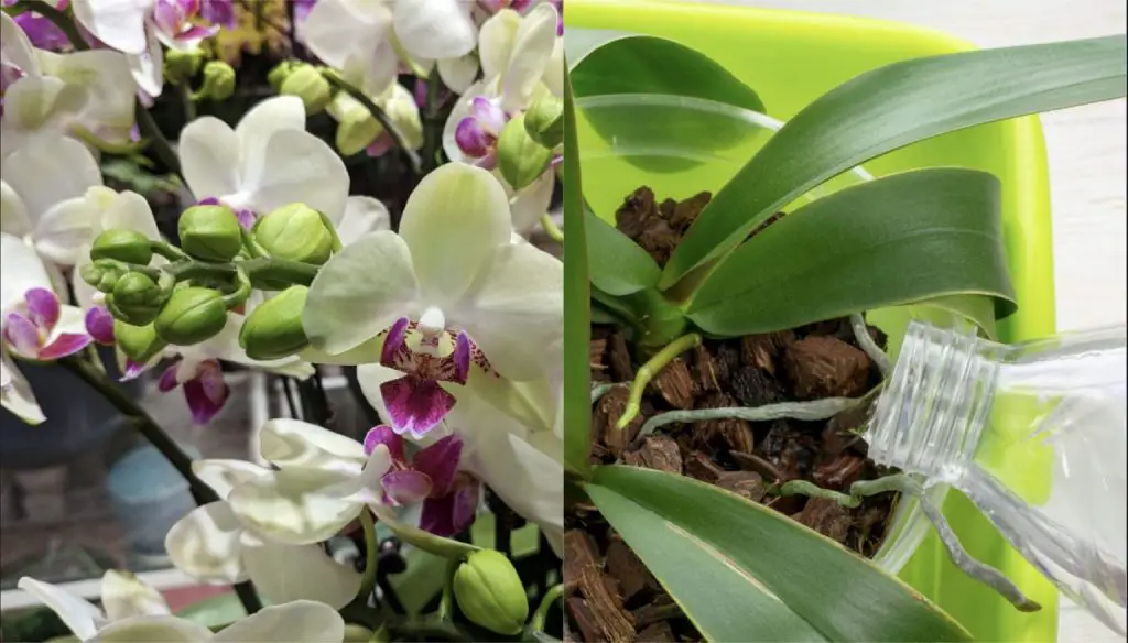 Cómo hacer que las orquídeas florezcan cuando hace frío
