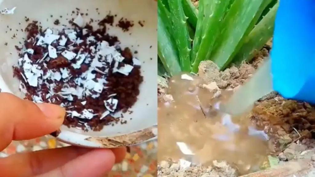 Cómo hacer un abono con restos de comida