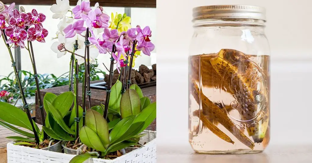 Cómo hacer un abono natural: el método de la cáscara de plátano