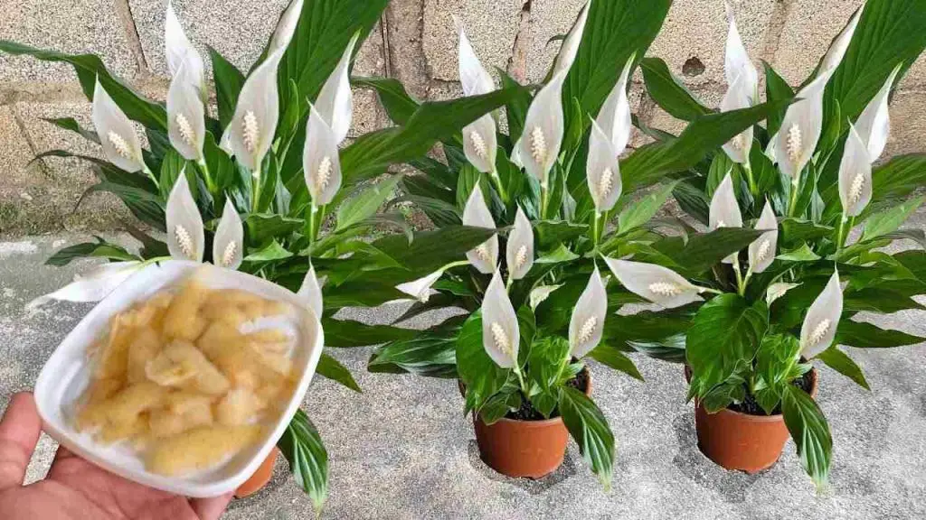 Cómo hacer un abono natural: el remedio sencillo y eficaz