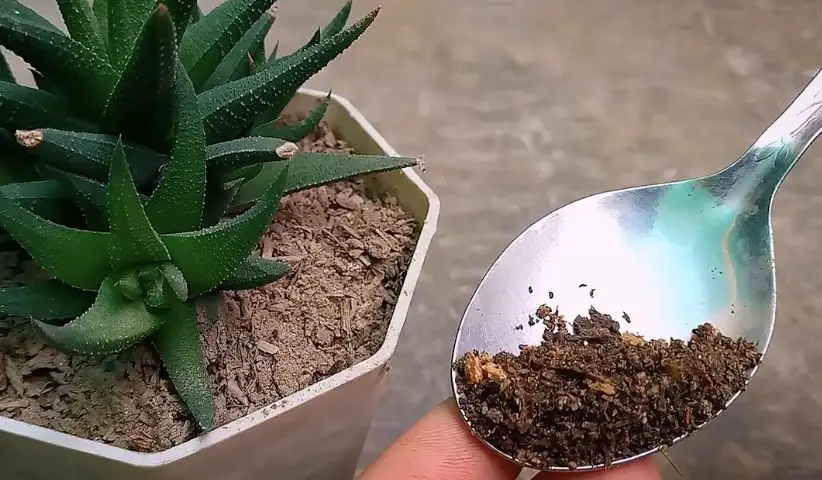 Cómo hacer un abono natural perfecto para suculentas y cactus