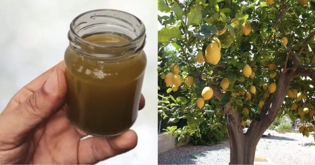 Cómo hacer un abono para el limonero: para cuidarlo y alimentarlo en su mejor momento