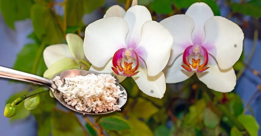 Cómo hacer un abono para orquídeas: el método de la cáscara de huevo