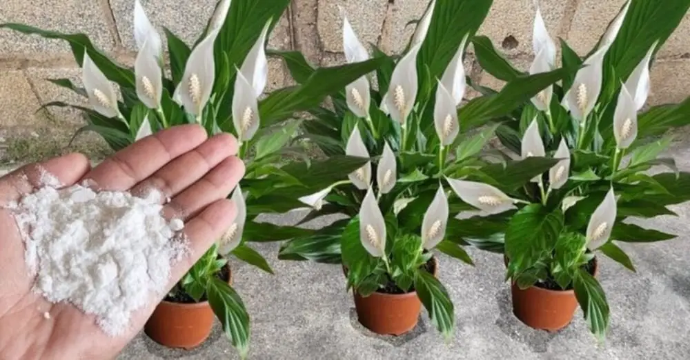 Cómo hacer un fertilizante para plantas: el método con desperdicios de comida