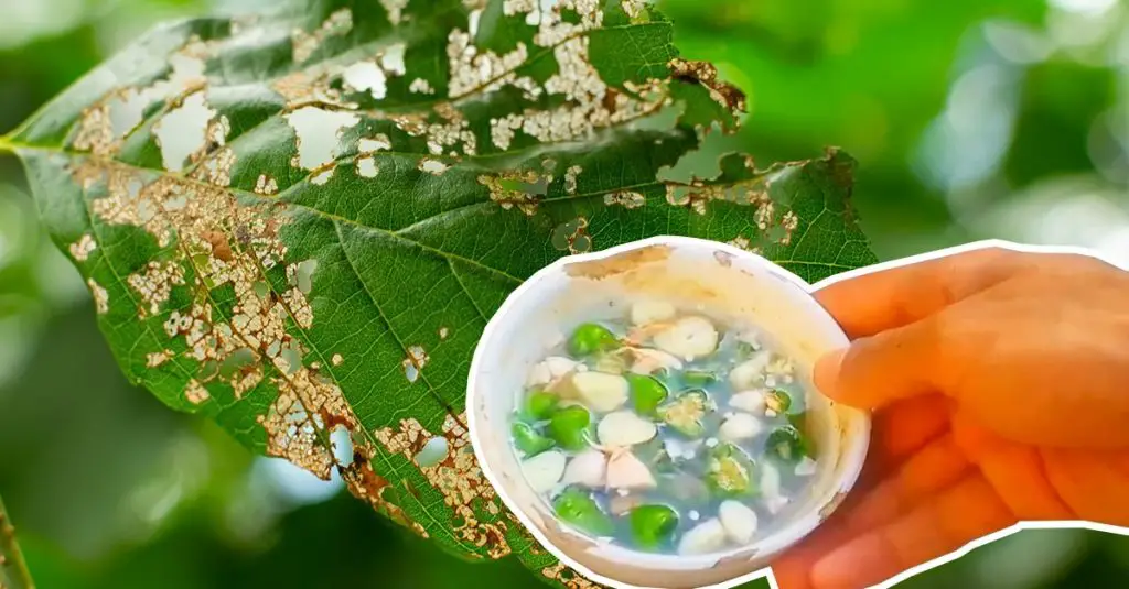 Cómo hacer un pesticida completamente orgánico: 2 ingredientes que no esperas