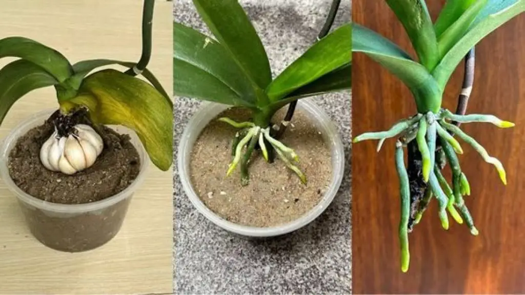 Cómo hacer un pesticida natural para las orquídeas