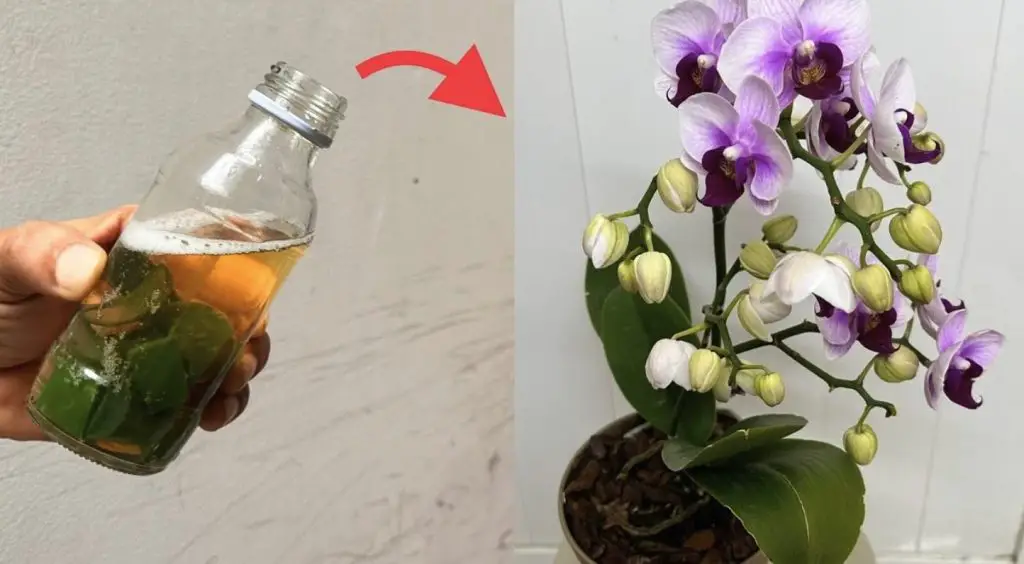 Cómo hidratar las raíces de las orquídeas con un ingrediente natural