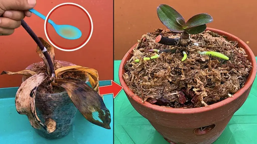 Cómo hidratar las raíces de las plantas antes de trasplantarlas