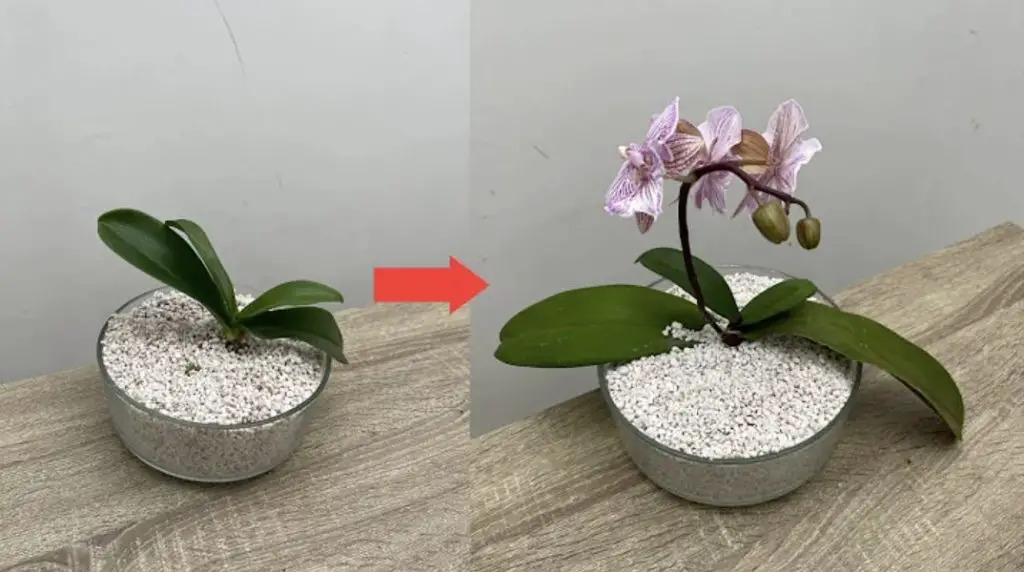 Cómo limpiar y proteger las hojas de las orquídeas: el método rápido con limón