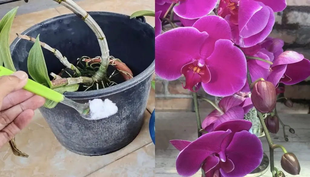 Cómo mantener saludables las orquídeas con sal de Epsom
