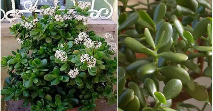 Cómo multiplicar el árbol de jade