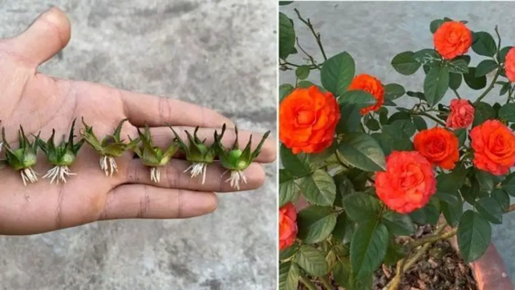 Cómo multiplicar rosas con éxito