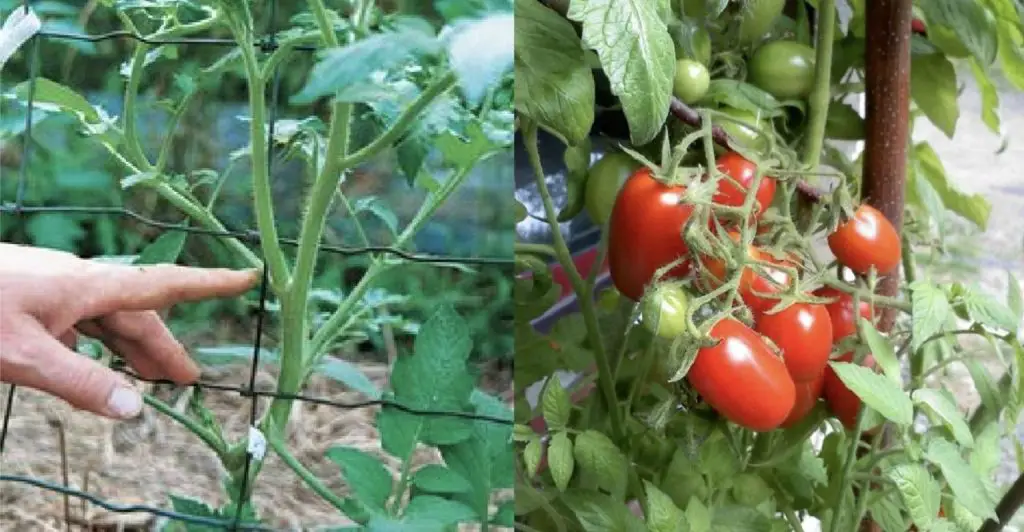 Cómo multiplicar una planta de tomate