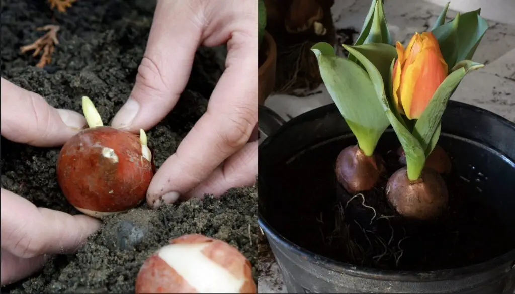 Cómo plantar bulbos de tulipanes en invierno: consejos para hacerlo bien
