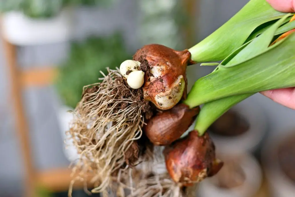 Cómo plantar tulipanes: 2 posibles métodos diferentes